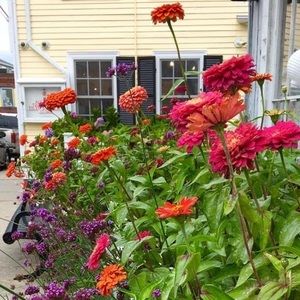 Meet your Posher, Bridget